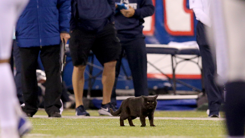 Giants-Cowboys Black Cat