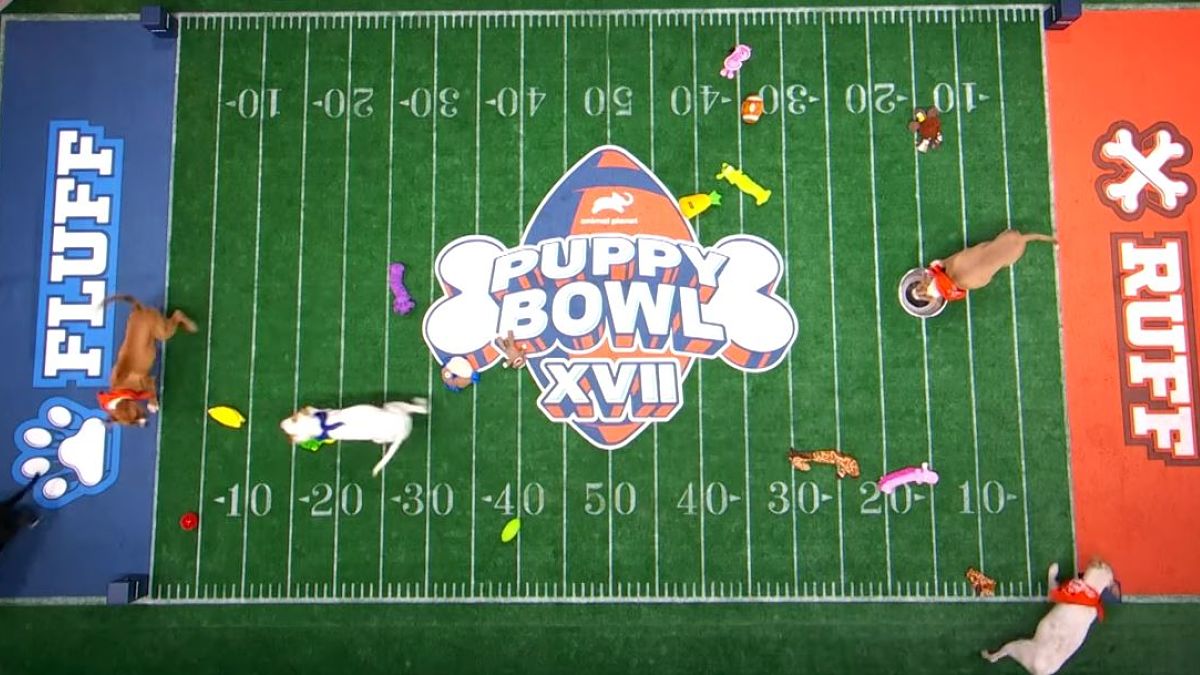 Puppy Bowl live stream